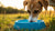 Are Plastic Water Bowls Bad for Dogs? Understanding the Risks and Making Informed Choices-140793086191