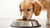Are Raised Dog Food Bowls Good or Bad? A Comprehensive Guide for Pet Owners