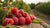 Are Raspberries Good for Dogs? Exploring the Benefits and Risks