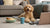 Are Smaller Dogs Easier to Take Care Of? Exploring the Pros and Cons