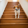Are Stairs Good Exercise for Dogs? Exploring the Benefits and Risks