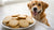 Are Sugar Cookies Bad for Dogs? Understanding the Risks and Safe Treating Options