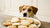 Are Sugar Cookies Okay for Dogs? Understanding Treat Safety-141102809327