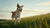 Are There Weight Loss Pills for Dogs? Understanding Canine Obesity and Safe Solutions