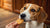 Are Three Dog Bakery Cookies Good for Dogs? A Comprehensive Guide for Thoughtful Pet Parents