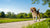 Are Walks Enough Exercise for a Dog? Understanding Your Dog's Exercise Needs