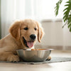 Are You Supposed to Wet Dog Food? Understanding When, Why, and How to Feed Wet Dog Food