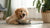 Are You Supposed to Wet Dog Food? Understanding When, Why, and How to Feed Wet Dog Food
