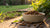 Are You Supposed to Wet Dry Dog Food? Understanding the Benefits and Drawbacks