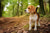 Beagle Personality Traits: A Guide to Their Unique Spirit