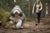 Bearded Collie Personality Traits: Life With the Shaggy Bounce