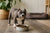 Best Dog Food for American Bully Puppy: A Feeding Guide