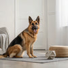 Bull Terrier Health Problems: What Every Owner Needs to Know