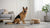 Bull Terrier Health Problems: What Every Owner Needs to Know