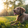 Can 11 Month Old Puppy Eat Adult Dog Food? Understanding the Nutritional Needs of Your Canine Companion