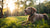 Can 11 Month Old Puppy Eat Adult Dog Food? Understanding the Nutritional Needs of Your Canine Companion