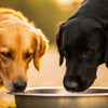 Can 2 Dogs Share a Water Bowl? Understanding the Dynamics of Hydration for Your Canines