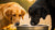 Can 2 Dogs Share a Water Bowl? Understanding the Dynamics of Hydration for Your Canines