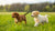 Can 2-Month-Old Puppies Eat Dog Food? A Comprehensive Guide to Puppy Nutrition