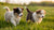 Can 2 Month Old Puppies Eat Dog Food? Navigating the Early Feeding Journey of Your Puppy