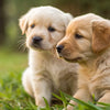Can 2-Week-Old Puppies Eat Dog Food? Understanding Their Nutritional Needs and Weaning Process