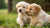 Can 2-Week-Old Puppies Eat Dog Food? Understanding Their Nutritional Needs and Weaning Process