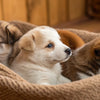 Can 3-Week-Old Puppies Eat Dog Food? A Comprehensive Guide for New Pet Parents