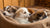 Can 3-Week-Old Puppies Eat Dog Food? A Comprehensive Guide for New Pet Parents