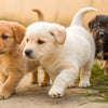 Can 3 Week Old Puppies Eat Wet Dog Food? A Comprehensive Guide for New Puppy Parents