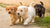Can 3 Week Old Puppies Eat Wet Dog Food? A Comprehensive Guide for New Puppy Parents