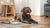 Can 3-Week-Old Puppies Eat Wet Food? Essential Guidelines for New Puppy Parents