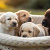 Can 4 Week Old Puppies Eat Canned Dog Food? A Comprehensive Guide for New Dog Owners