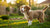 Can 7 Month Old Puppy Eat Adult Dog Food? Understanding the Transition-140301828335