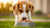 Can a 10 Month Old Dog Eat Adult Food? Understanding the Transition Process-140410650863