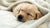 Can a 1 Month Old Puppy Eat Dog Food? A Comprehensive Guide for Pet Owners