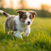 Can a 2 Month Old Puppy Eat Adult Dog Food? Understanding the Nutritional Needs of Puppies