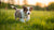 Can a 2 Month Old Puppy Eat Adult Dog Food? Understanding the Nutritional Needs of Puppies