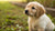 Can a 2 Month Old Puppy Eat Dog Food? Understanding Puppy Nutrition Essentials