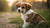 Can a 3 Month Old Puppy Eat Adult Dog Food? Understanding Puppy Nutrition