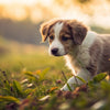 Can a 3 Month Old Puppy Eat Adult Dog Food? Understanding Your Puppy’s Nutritional Needs