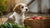 Can a 3 Month Old Puppy Eat Dog Food? Understanding Your Growing Pup’s Dietary Needs