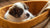 Can a 3-Week-Old Puppy Eat Dog Food? Understanding Weaning and Nutrition