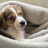 Can a 3 Week Old Puppy Eat Soft Dog Food?