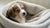 Can a 3 Week Old Puppy Eat Soft Dog Food?