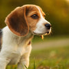 Can a 4 Month Old Puppy Eat Adult Dog Food? Understanding Puppy Nutrition