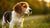 Can a 4 Month Old Puppy Eat Adult Dog Food? Understanding Puppy Nutrition