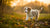 Can a 4 Month Old Puppy Eat Adult Dog Food? Understanding Puppy Nutrition Needs
