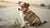 Can a 4 Month Old Puppy Eat Regular Dog Food?