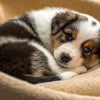 Can a 4 Week Old Puppy Eat Dog Food? Understanding Weaning and Nutrition