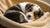 Can a 4 Week Old Puppy Eat Dog Food? Understanding Weaning and Nutrition